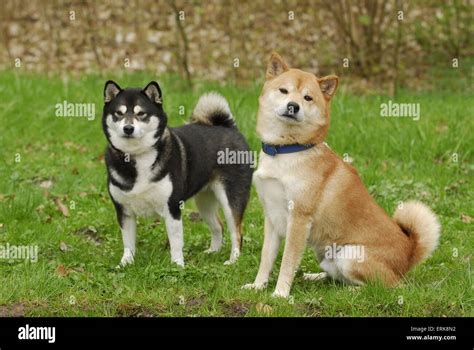 shiba inu photography|4,184 Shiba Inu Stock Photos & High